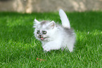 walking German Longhair Kitten