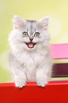 mewing German Longhair Kitten