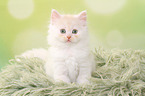 sitting German Longhair Kitten