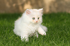 walking German Longhair Kitten