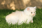 walking German Longhair Kitten