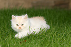 walking German Longhair Kitten