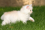 walking German Longhair Kitten