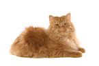 German Longhair Cat