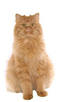 German Longhair Cat