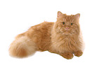 German Longhair Cat