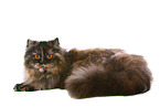 German Longhair Cat