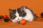 German Longhair Cat