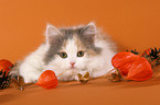 German Longhair Cat