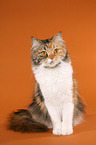 German Longhair Cat