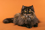 German Longhair Cat