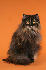 German Longhair Cat