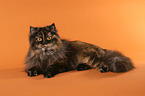 German Longhair Cat