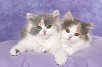2 German Longhair Kitten