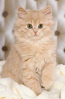 German Longhair Kitten