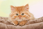 German Longhair Kitten