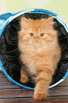 German Longhair Kitten