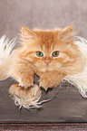 German Longhair Kitten