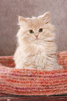 German Longhair Kitten