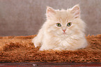 German Longhair Kitten