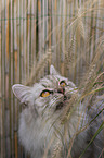 German Longhair Portrait