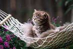 German Longhair kitten