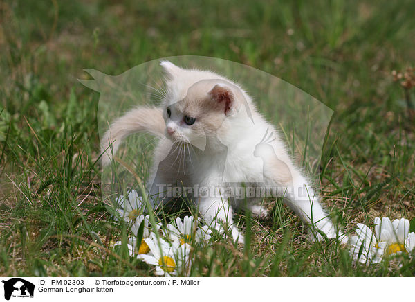 Deutsch Langhaar Ktzchen / German Longhair kitten / PM-02303