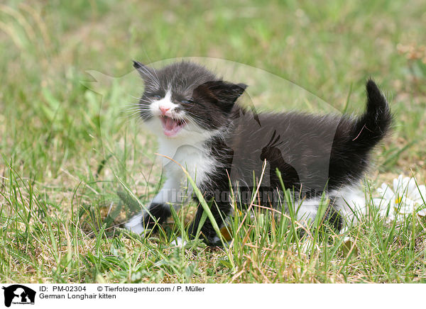 Deutsch Langhaar Ktzchen / German Longhair kitten / PM-02304