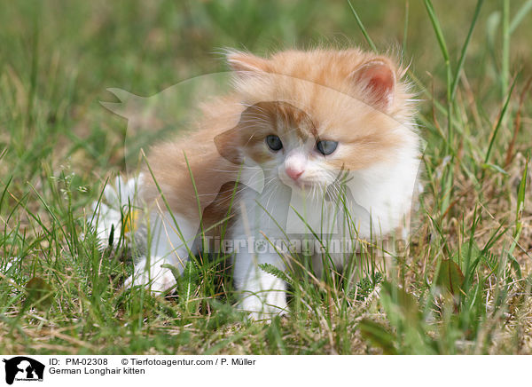 Deutsch Langhaar Ktzchen / German Longhair kitten / PM-02308