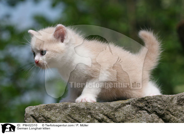 Deutsch Langhaar Ktzchen / German Longhair kitten / PM-02310