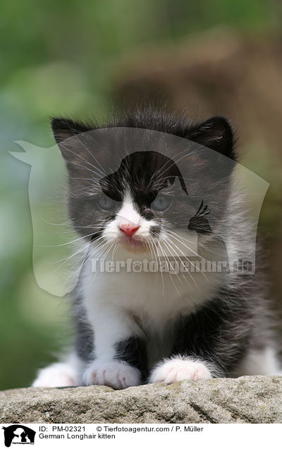 Deutsch Langhaar Ktzchen / German Longhair kitten / PM-02321