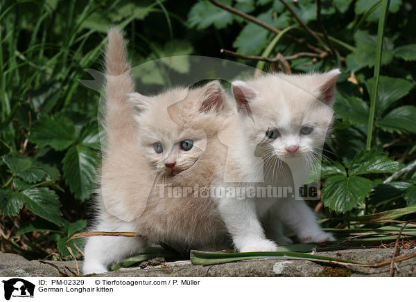 Deutsch Langhaar Ktzchen / German Longhair kitten / PM-02329