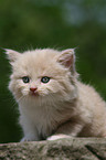 German Longhair kitten