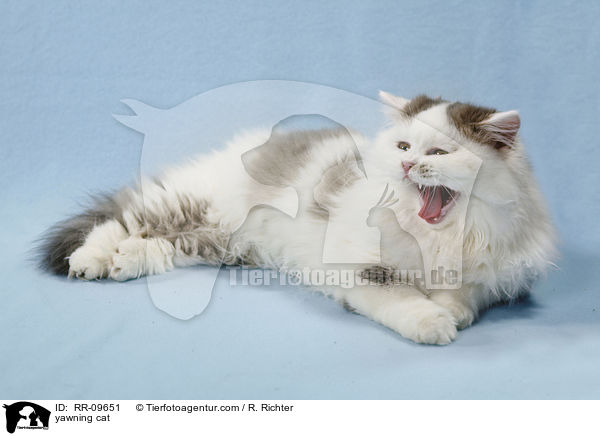 ghnende Katze / yawning cat / RR-09651
