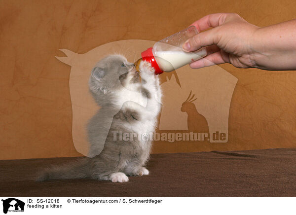Handaufzucht eines Ktzchens / feeding a kitten / SS-12018
