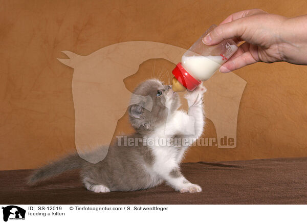 Handaufzucht eines Ktzchens / feeding a kitten / SS-12019