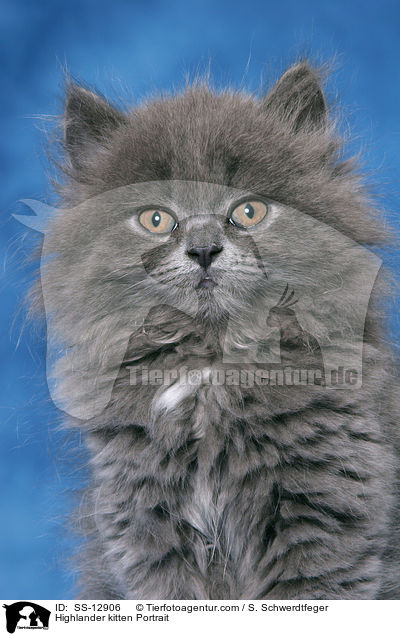 Highlander Ktzchen Portrait / Highlander kitten Portrait / SS-12906