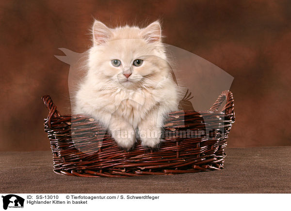 Highlander Ktzchen im Krbchen / Highlander Kitten in basket / SS-13010