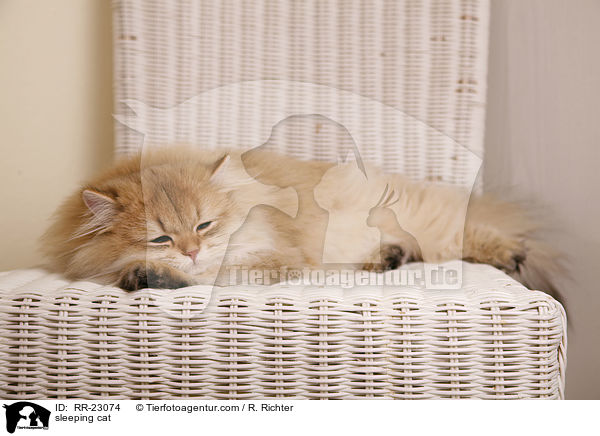 schlafende Katze / sleeping cat / RR-23074