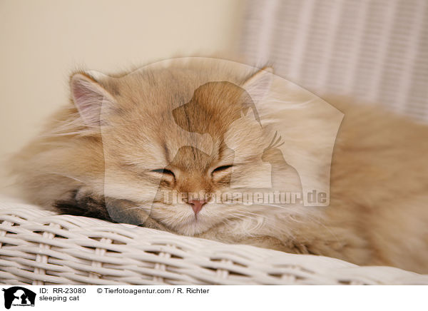 schlafende Katze / sleeping cat / RR-23080