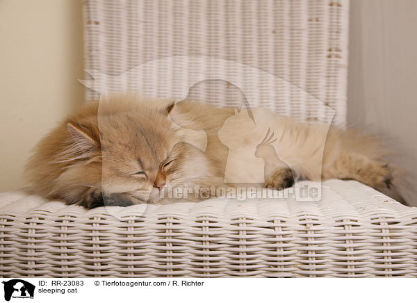 schlafende Katze / sleeping cat / RR-23083