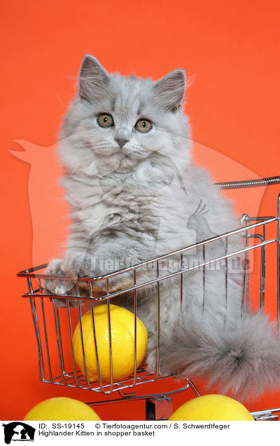 Britisch Langhaar Ktzchen im Einkaufskorb / Highlander Kitten in shopper basket / SS-19145