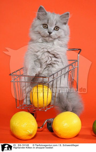 Britisch Langhaar Ktzchen im Einkaufskorb / Highlander Kitten in shopper basket / SS-19146
