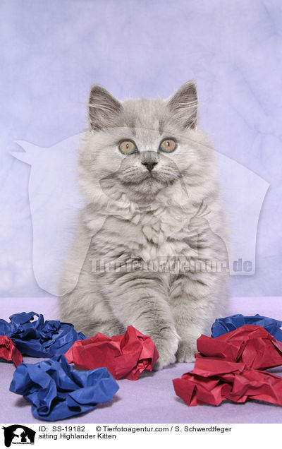 Britisch Langhaar Ktzchen / Highlander Kitten / SS-19182