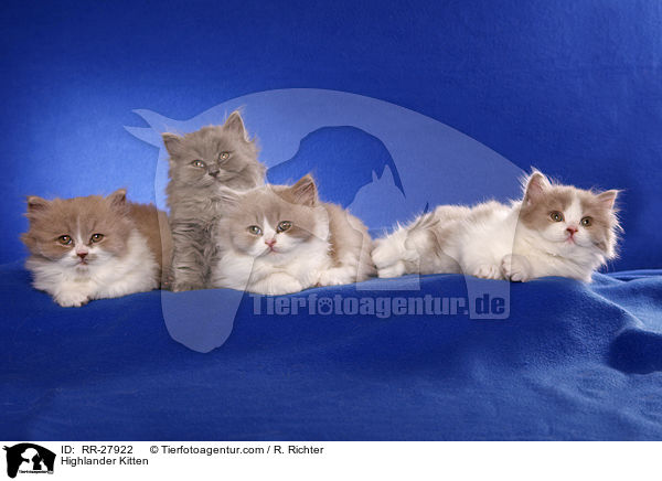 Britisch Langhaar Ktzchen / Highlander Kitten / RR-27922