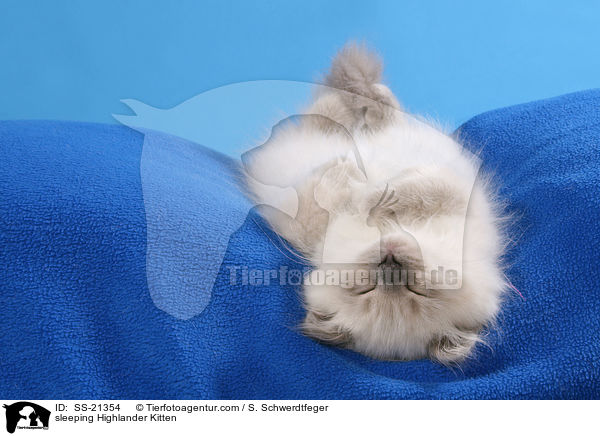 schlafendes Britisch Langhaar Ktzchen / sleeping Highlander Kitten / SS-21354