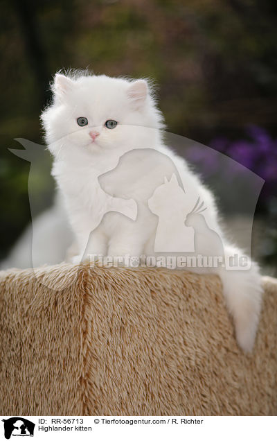 Britisch Langhaar Ktzchen / Highlander kitten / RR-56713