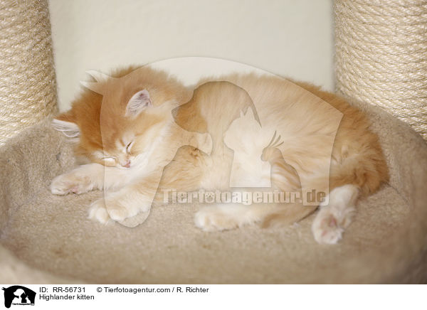 Britisch Langhaar Ktzchen / Highlander kitten / RR-56731