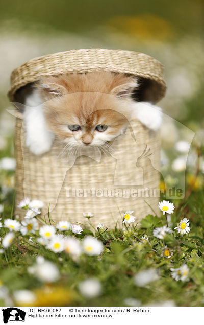 Highlander Ktzchen auf Blumenwiese / Highlander kitten on flower meadow / RR-60087