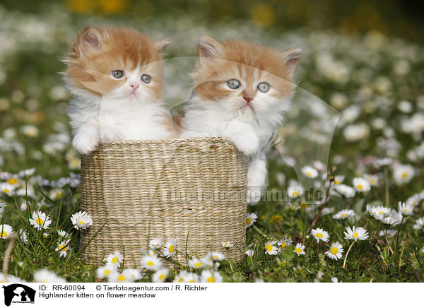 Highlander Ktzchen auf Blumenwiese / Highlander kitten on flower meadow / RR-60094